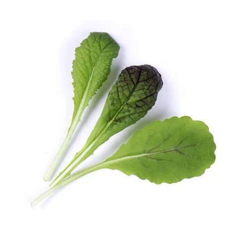 Véritable Lingot Červená listová hořčice - BIO